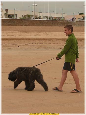 Bouvier des Flandres Association &Ocirc; Dis Moi BouBou